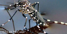 ECDC supports Madeiran and Portuguese authorities with dengue outbreak: mission report