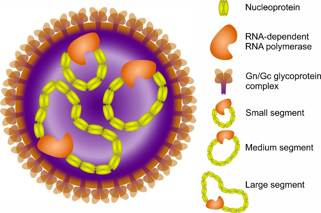 Figure 1. Schematic illustration of an orthohantavirus virion