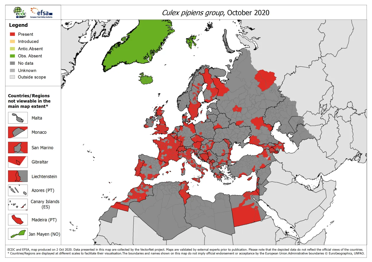 Culex pipiens group - current known distribution: October 2020