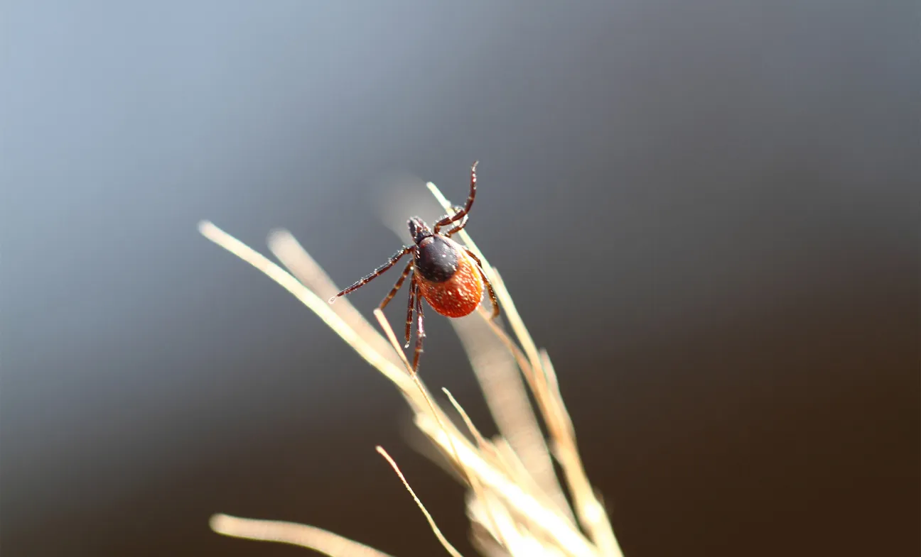 Ixodes Ricinus female. © ECDC/Guy Hendrickx