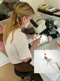 Picture 4. Visual identification of the mosquito. The red dashed arrow indicates a magnified image of the Aedes albopictus mosquito observed under binoculars. LA2M, Antananarivo, Madagascar, 2024.