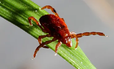 Rhipicephalus sanguineus female. © ECDC/ Guy Hendrickx