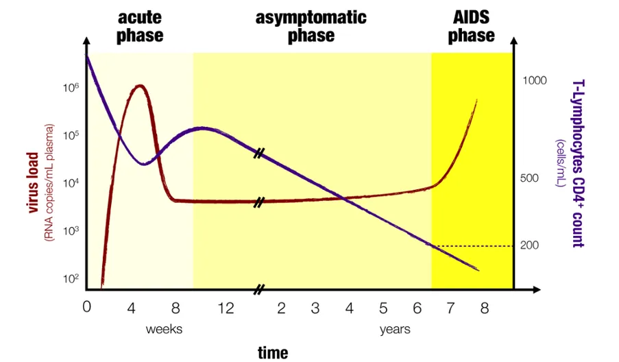 Graph showing stages of HIV-infection
