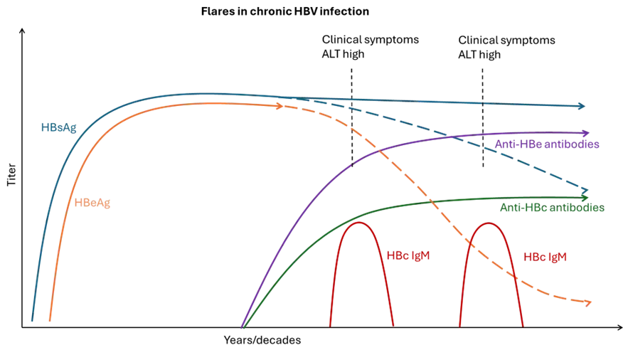 Flares in chronic HBV infections