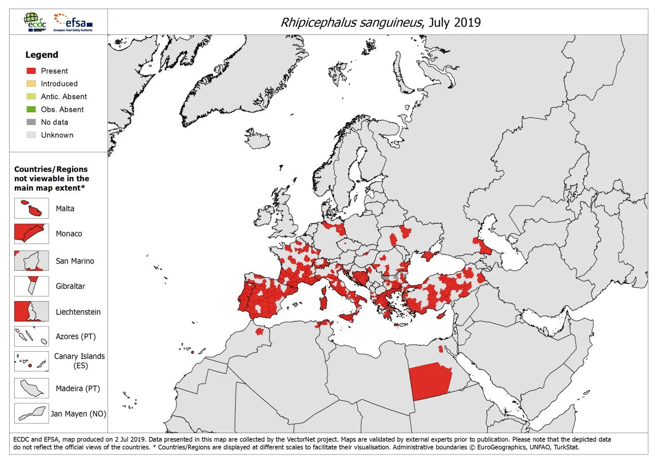 Map, Rhipicephalus sanguineus - current known distribution: July 2019