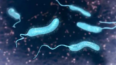 Vibrio bacteria