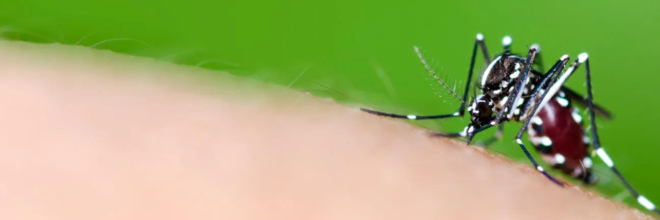 Aedes mosquito_C