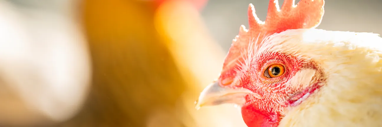 Avian influenza - image of chicken