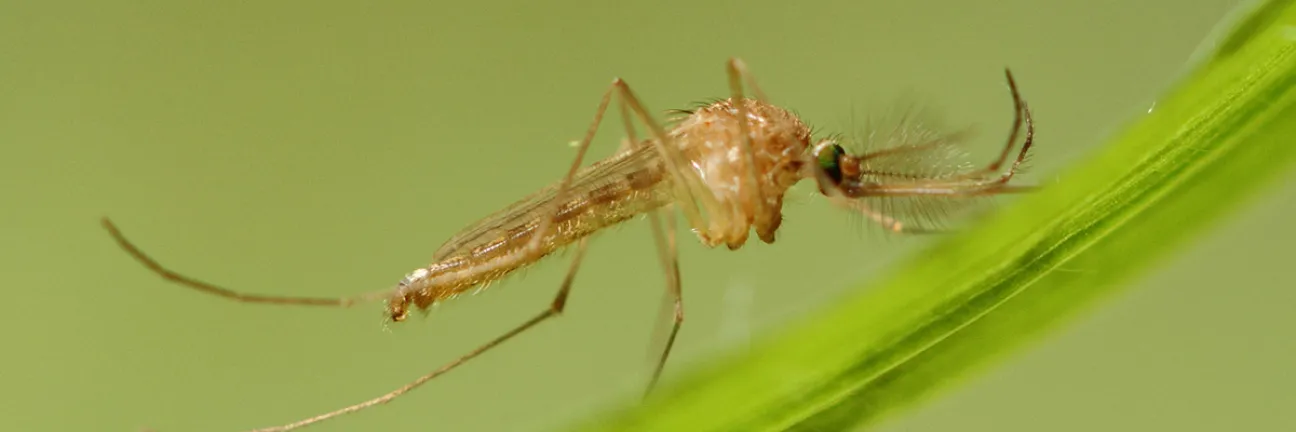Culex Pipiens male. © ECDC/Guy Hendrickx