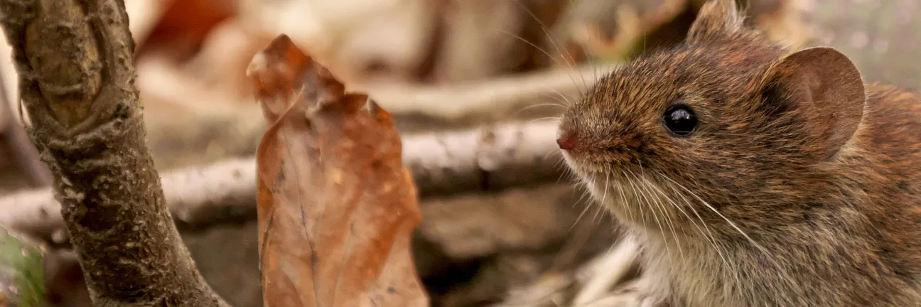 Picture of rodent