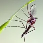 Aedes aegypti male. © ECDC/Francis Schaffner