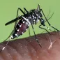 Aedes albopictus female. © ECDC/Francis Schaffner