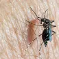 Aedes Aegypti female. © ECDC/Francis Schaffner