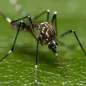 Mosquito