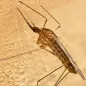 Anopheles maculipennis s.l. Female. © ECDC/Francis Schaffner