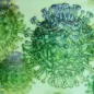 Picture of a coronavirus