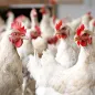 Chickens. © Istock