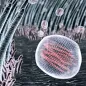 Flu viruses in the throat, artwork. © Science Photo Library