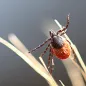 Ixodes Ricinus female. © ECDC/Guy Hendrickx