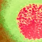 Coloured TEM of Lassa fever virus. © Science Photo Library
