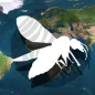 Maps-biting-midge_H