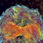 Monkeypox virus