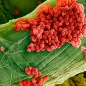 Streptococcus pneumoniae bacteria, SEM. © Science Photo Library