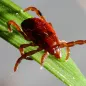 Rhipicephalus sanguineus female. © ECDC/ Guy Hendrickx