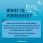 What is vibriosis?