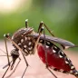 chikungunya