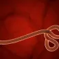 Image showing Ebola virus