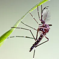 Aedes aegypti male. © ECDC/Francis Schaffner