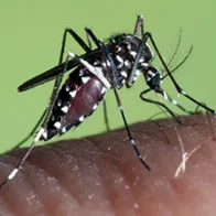 Aedes albopictus female. © ECDC/Francis Schaffner