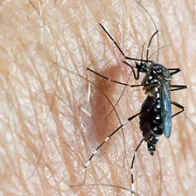 Aedes Aegypti female. © ECDC/Francis Schaffner