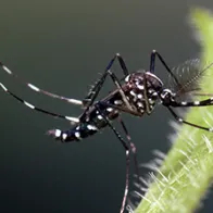 Aedes albopictus male. © ECDC/Francis Schaffner