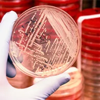 Antibiotic resistant bacteria. © Science Photo Library