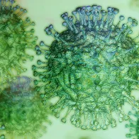 Picture of a coronavirus