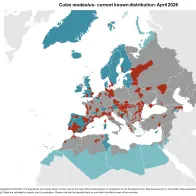 Culex modestus - current known distribution: April 2026