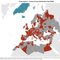 Culex pipiens group - current known distribution: April 2026