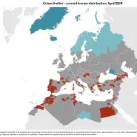 Culex theileri - current known distribution: April 2026