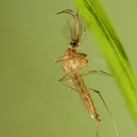 Culex Pipiens male. © ECDC/Guy Hendrickx