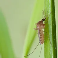 Culex Pipiens female. © ECDC/Guy Hendrickx