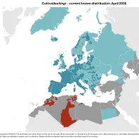 Culicoides kingi - current known distribution: April 2026.png