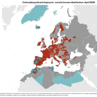 Culicoides pulicaris/lupicaris - current known distribution: April 2026.png