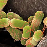 Escherichia coli bacteria, SEM. © Science Photo Library