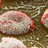 Flu virus particles on red blood cells. © Science Photo Library