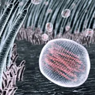 Flu viruses in the throat, artwork. © Science Photo Library