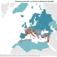 Phlebotomus mascittii - current known distribution: April 2026