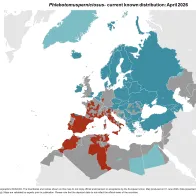 Phlebotomus perniciosus - current known distribution: April 2026