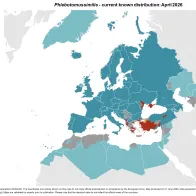 Phlebotomus similis - current known distribution: April 2026